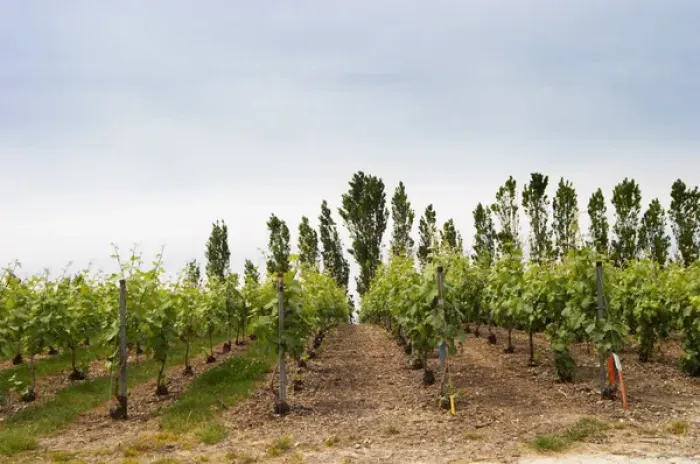 Framed Print : Experiment with chemical weed killer to the right where there is now grass or weed between the rows