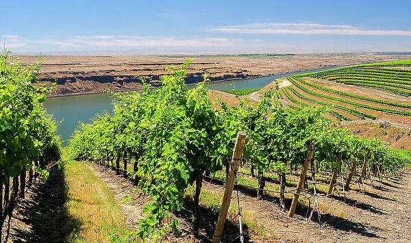 An extraordinary vineyard of beauty and scope carved out of a steep, south-facing slope alongside the Columbia River in the southeast corner of the Horse Heaven Hills