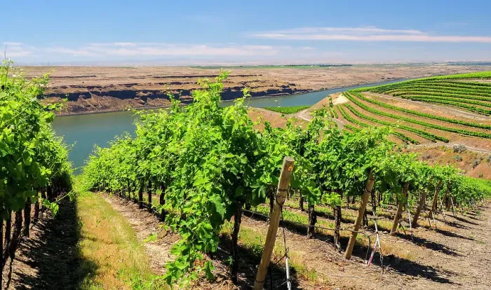 Framed Print : An extraordinary vineyard of beauty and scope carved out of a steep, south-facing slope alongside the Columbia River in the southeast corner of the Horse Heaven Hills