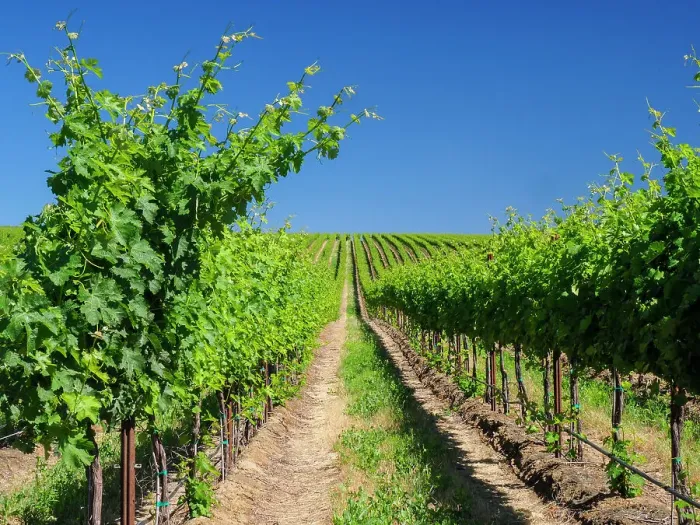 Framed Print : An extraordinary vineyard of beauty and scope carved out of a steep, south-facing slope alongside the Columbia River in the southeast corner of the Horse Heaven Hills
