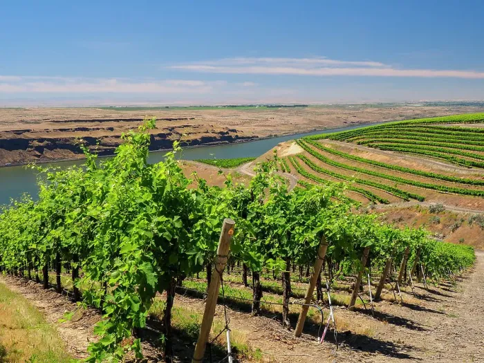 Framed Print : An extraordinary vineyard of beauty and scope carved out of a steep, south-facing slope alongside the Columbia River in the southeast corner of the Horse Heaven Hills Framed Print : An extraordinary vineyard of beauty and scope carved out of a steep, south-facing slope alongside the Columbia River in the southeast corner of the Horse Heaven Hills