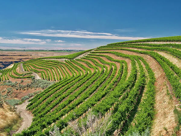 An extraordinary vineyard of beauty and scope carved out of a steep, south-facing slope alongside the Columbia River in the southeast corner of the Horse Heaven Hills
