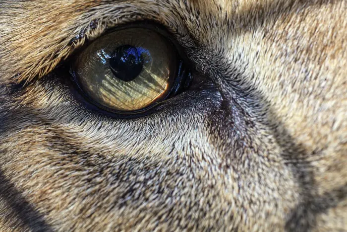Framed Print : Eye of an African lion Framed Print : Eye of an African lion