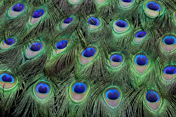 Eye-spots on Male Peacock tail feathers fanned out in colorful designed pattern