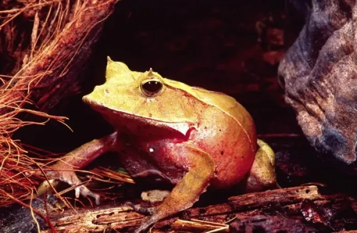 Framed Print : Eyelash Horn Frog, Ceratobatrachus guentheri, Native to Soloman Islands