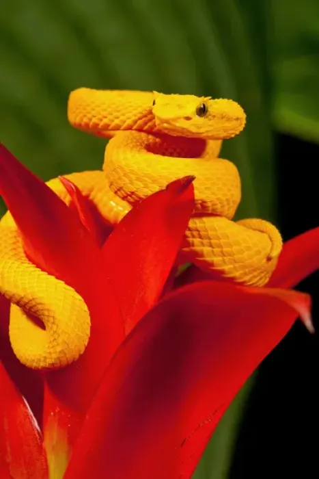 Framed Print : Eyelash Viper, Bothriechis schlegeli, Native to Southern Mexico into Central America