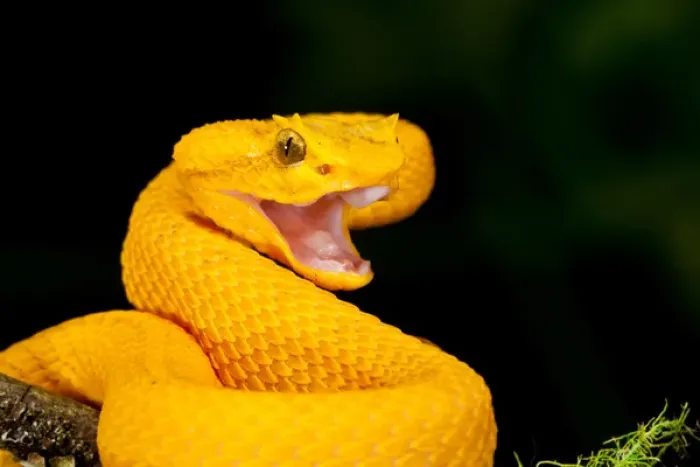 Framed Print : Eyelash Viper, Bothriechis schlegeli, Native to Southern Mexico into Central America Framed Print : Eyelash Viper, Bothriechis schlegeli, Native to Southern Mexico into Central America
