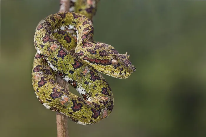 Framed Print : Eyelash Viper, Costa Rica Framed Print : Eyelash Viper, Costa Rica