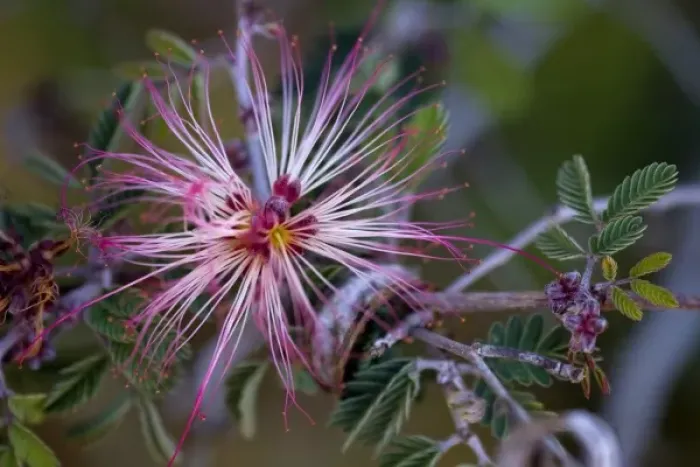 Framed Print : Fairy Duster, Calliandra eriophylla, Sonoran Desert, Desert Botanical Garden, Phoenix Framed Print : Fairy Duster, Calliandra eriophylla, Sonoran Desert, Desert Botanical Garden, Phoenix