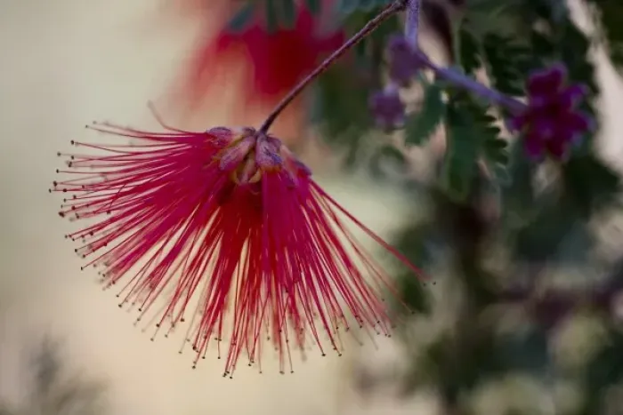 Framed Print : Fairy Duster, Calliandra eriophylla, Sonoran Desert, Desert Botanical Garden, Phoenix Framed Print : Fairy Duster, Calliandra eriophylla, Sonoran Desert, Desert Botanical Garden, Phoenix