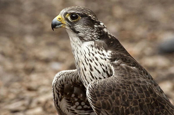 Falcon Portrait