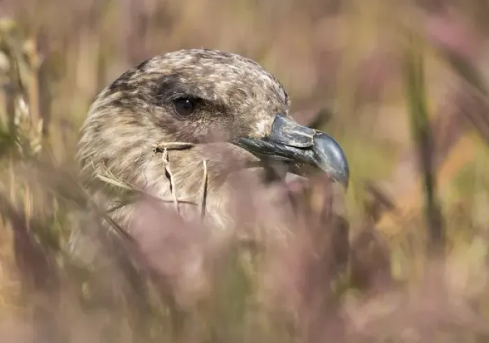 Framed Print : Falkland or Brown Skua or Subanarctic Skua (Stercorarius antarcticus, taxonomy in dispute)