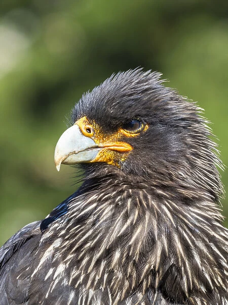 Falkland Caracara or Johnny Rook (Phalcoboenus australis), protected and highly intelligent