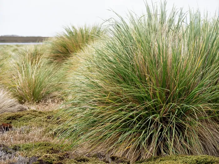 Framed Print : Falkland Island, Sea Lion Island. Tussock grass. Tussock grass grows thickly along the coast along with other colorful native grassed