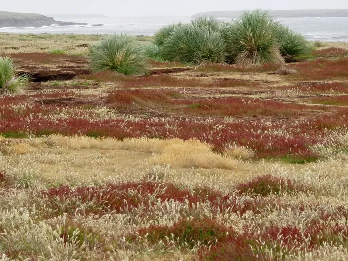Framed Print : Falkland Island, Sea Lion Island. Tussock grass. Ruaaoxk grass grows thickly along the coast along with other colorful native grasses