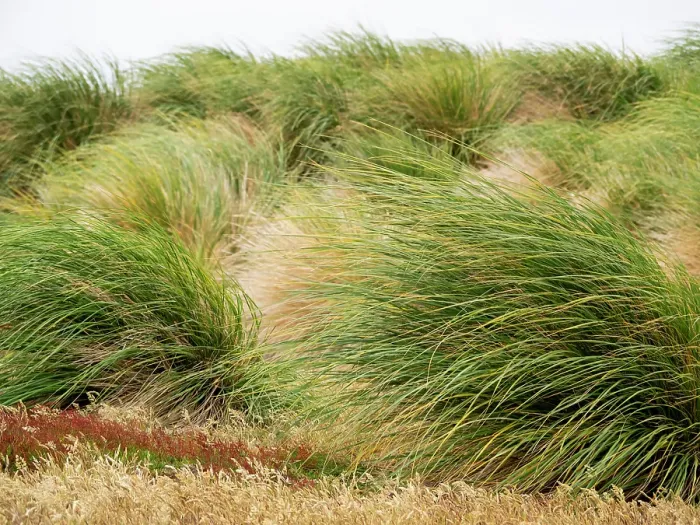 Framed Print : Falkland Island, Sea Lion Island. Tussock grass. Tussock grass grows thickly along the coast along with other colorful native grassed Framed Print : Falkland Island, Sea Lion Island. Tussock grass. Tussock grass grows thickly along the coast along with other colorful native grassed