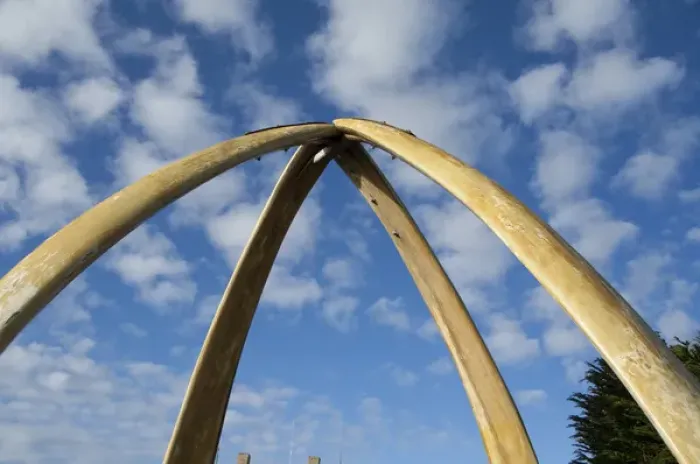 Framed Print : Falkland Island, Stanley (aka Port Stanley). Whalebone Arch, constructed in1933 Framed Print : Falkland Island, Stanley (aka Port Stanley). Whalebone Arch, constructed in1933