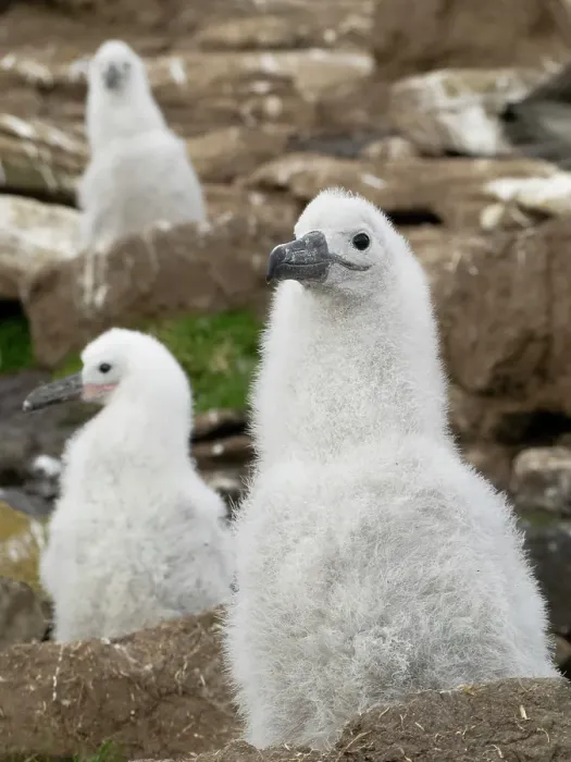 Framed Print : Falkland Islands. Three black-browed albatross chicks sit on their nests on the rocky cliff Framed Print : Falkland Islands. Three black-browed albatross chicks sit on their nests on the rocky cliff