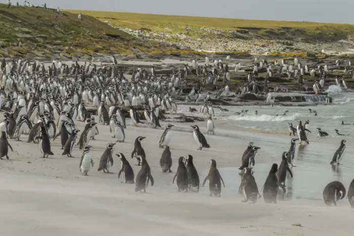 Framed Print : Falkland Islands, Bleaker Island. Magellanic and gentoo penguins on beach. Credit as Framed Print : Falkland Islands, Bleaker Island. Magellanic and gentoo penguins on beach. Credit as