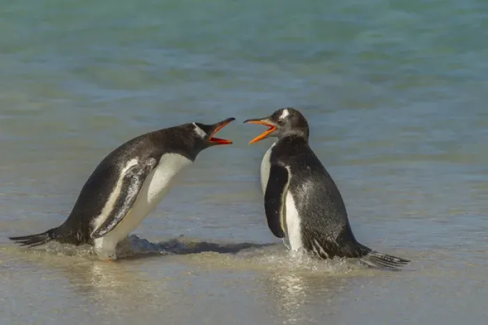 Framed Print : Falkland Islands, Bleaker Island. Gentoo penguins arguing Framed Print : Falkland Islands, Bleaker Island. Gentoo penguins arguing