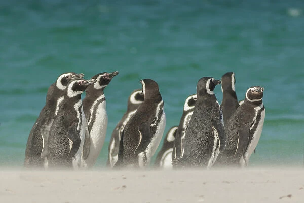 Falkland Islands, Bleaker Island. Gentoo penguins and blowing beach sand. Credit as