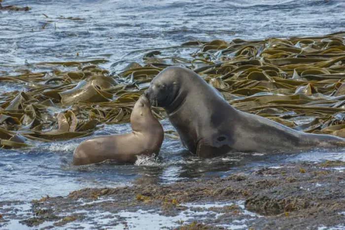 Framed Print : Falkland Islands, Bleaker Island. Southern sea lions near water Framed Print : Falkland Islands, Bleaker Island. Southern sea lions near water