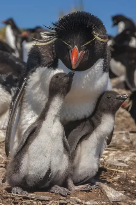 Framed Print : Falkland Islands, Bleaker Island. Rockhopper penguin and chicks Framed Print : Falkland Islands, Bleaker Island. Rockhopper penguin and chicks