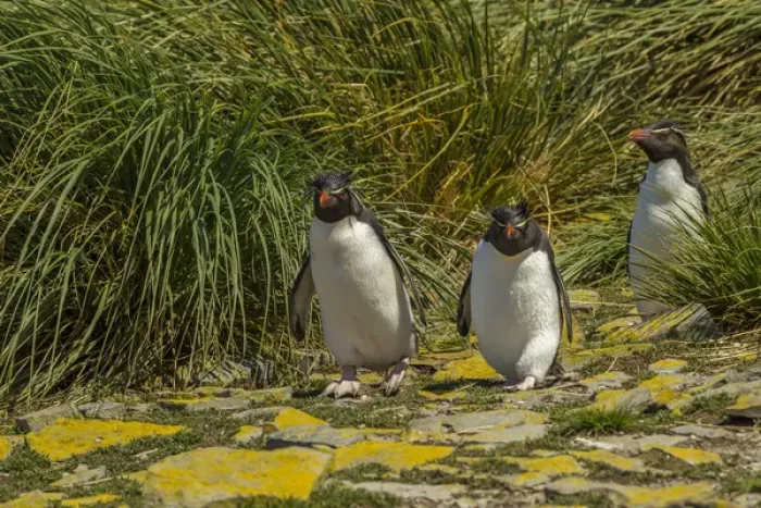 Framed Print : Falkland Islands, Bleaker Island. Rockhopper penguins and tussac grass. Credit as Framed Print : Falkland Islands, Bleaker Island. Rockhopper penguins and tussac grass. Credit as