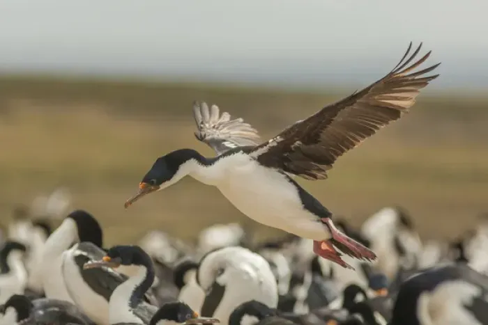 Framed Print : Falkland Islands, Bleaker Island. Imperial shag lands in nesting colony. Credit as Framed Print : Falkland Islands, Bleaker Island. Imperial shag lands in nesting colony. Credit as
