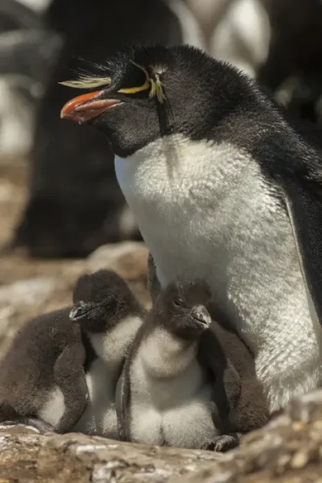 Framed Print : Falkland Islands, Bleaker Island. Rockhopper penguin and chicks Framed Print : Falkland Islands, Bleaker Island. Rockhopper penguin and chicks