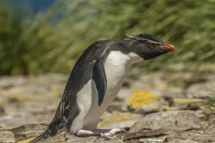 Framed Print : Falkland Islands, Bleaker Island. Rockhopper penguin close-up Framed Print : Falkland Islands, Bleaker Island. Rockhopper penguin close-up
