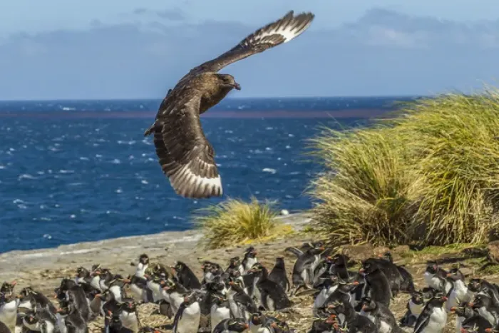 Framed Print : Falkland Islands, Bleaker Island. Falkland skua flies over rockhopper penguin colony Framed Print : Falkland Islands, Bleaker Island. Falkland skua flies over rockhopper penguin colony