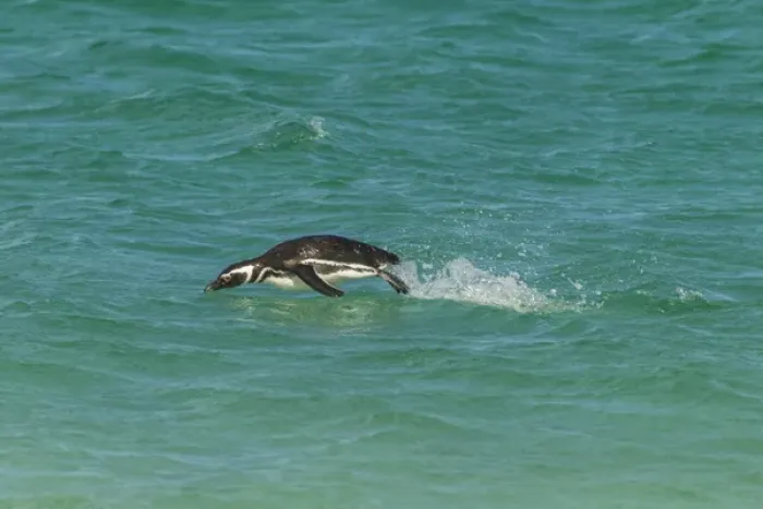 Framed Print : Falkland Islands, Bleaker Island. Magellanic penguin breaching Framed Print : Falkland Islands, Bleaker Island. Magellanic penguin breaching