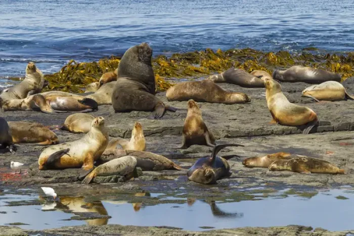 Framed Print : Falkland Islands, Bleaker Island. Southern sea lions near water Framed Print : Falkland Islands, Bleaker Island. Southern sea lions near water