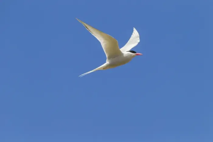Framed Print : Falkland Islands, Bleaker Island. South American tern in flight