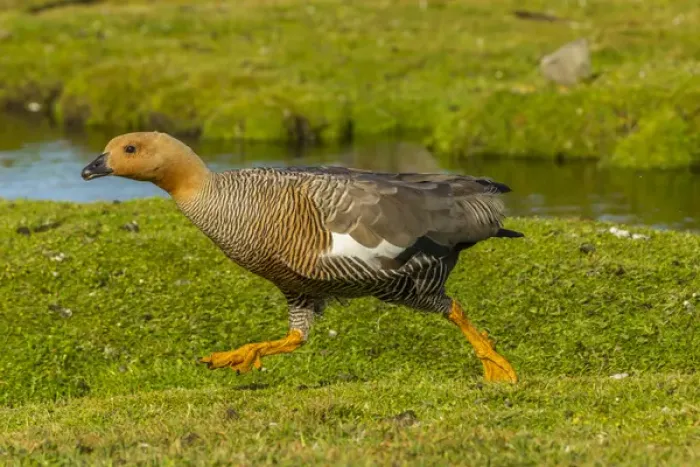 Framed Print : Falkland Islands, Bleaker Island. Female upland goose running Framed Print : Falkland Islands, Bleaker Island. Female upland goose running
