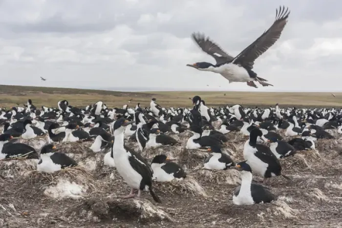 Framed Print : Falkland Islands, Bleaker Island. Imperial shag nesting colony