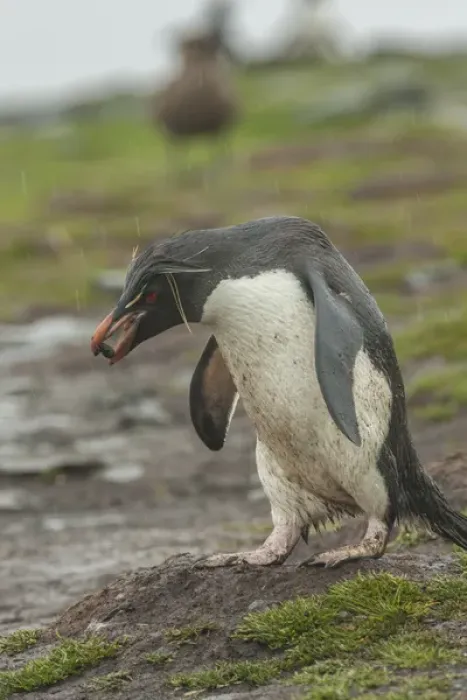 Framed Print : Falkland Islands, Bleaker Island. Rockhopper penguin carrying pebble in rain. Credit as