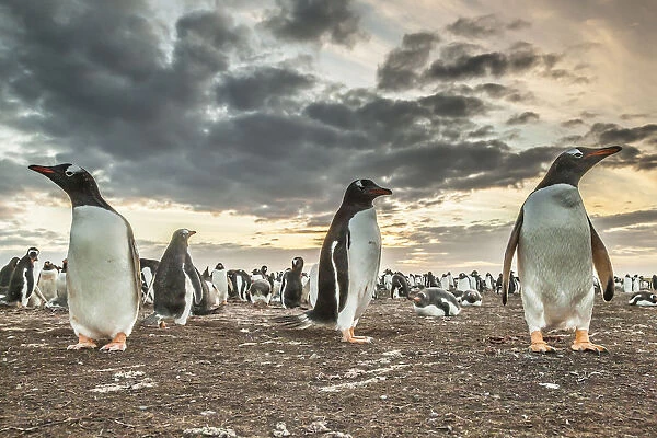 Falkland Islands, Bleaker Island. Gentoo penguin colony at sunset