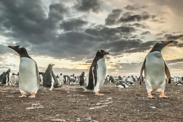 Framed Print : Falkland Islands, Bleaker Island. Gentoo penguin colony at sunset Framed Print : Falkland Islands, Bleaker Island. Gentoo penguin colony at sunset