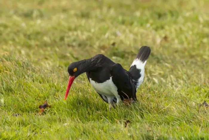 Framed Print : Falkland Islands, Carcass Island. Magellanic oystercatcher in courtship behavior Framed Print : Falkland Islands, Carcass Island. Magellanic oystercatcher in courtship behavior