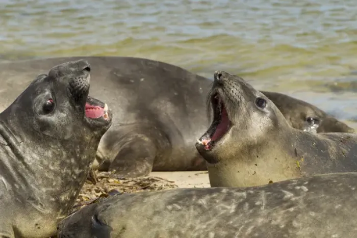 Framed Print : Falkland Islands, Carcass Island. Southern elephant seals arguing