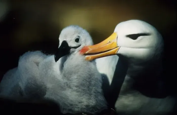 Framed Print : Falkland Islands. Close-up of albatross parent grooming chick