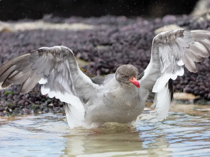 Framed Print : Falkland Islands. A dolphin gull enjoys a bath in a small puddle Framed Print : Falkland Islands. A dolphin gull enjoys a bath in a small puddle