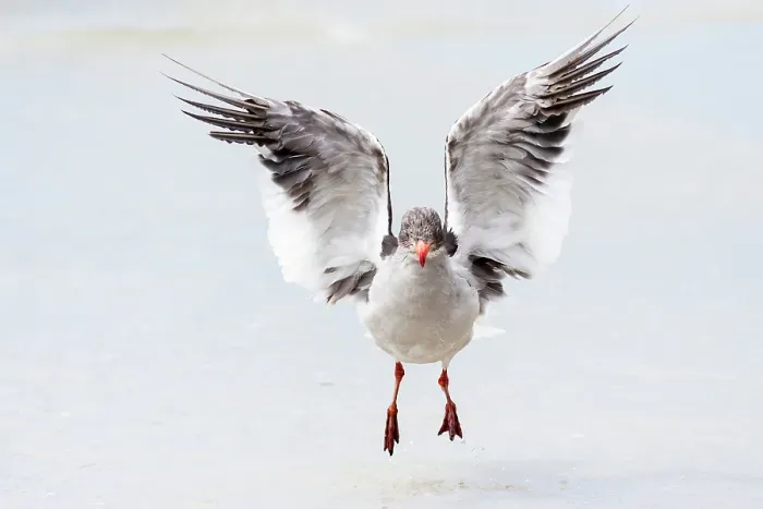 Framed Print : Falkland Islands. A dolphin gull flaps its wings and jumps to dry its wet feathers Framed Print : Falkland Islands. A dolphin gull flaps its wings and jumps to dry its wet feathers