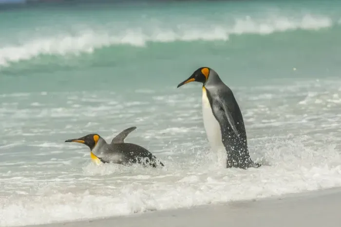 Framed Print : Falkland Islands, East Falkland, Volunteer Point. King penguins in beach surf. Credit as Framed Print : Falkland Islands, East Falkland, Volunteer Point. King penguins in beach surf. Credit as