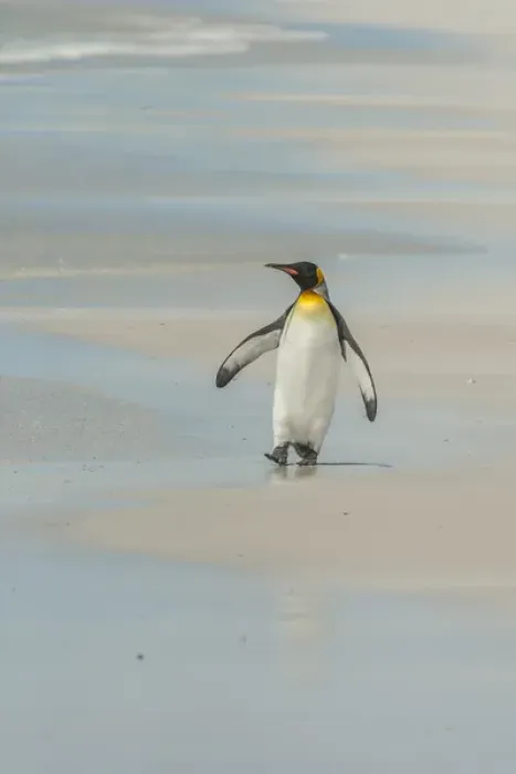 Framed Print : Falkland Islands, East Falkland, Volunteer Point. King penguin walking on beach. Credit as