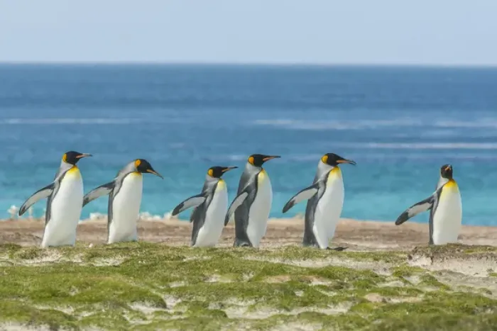 Framed Print : Falkland Islands, East Falkland, Volunteer Point. King penguins walking. Credit as