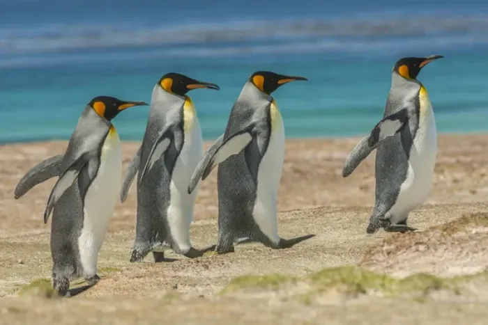 Framed Print : Falkland Islands, East Falkland, Volunteer Point. King penguins walking. Credit as