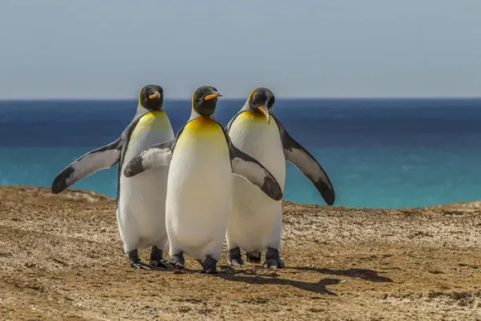 Framed Print : Falkland Islands, East Falkland, Volunteer Point. Three King penguins. Credit as